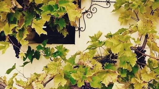 Antiques shopping in the country 🍇🚲