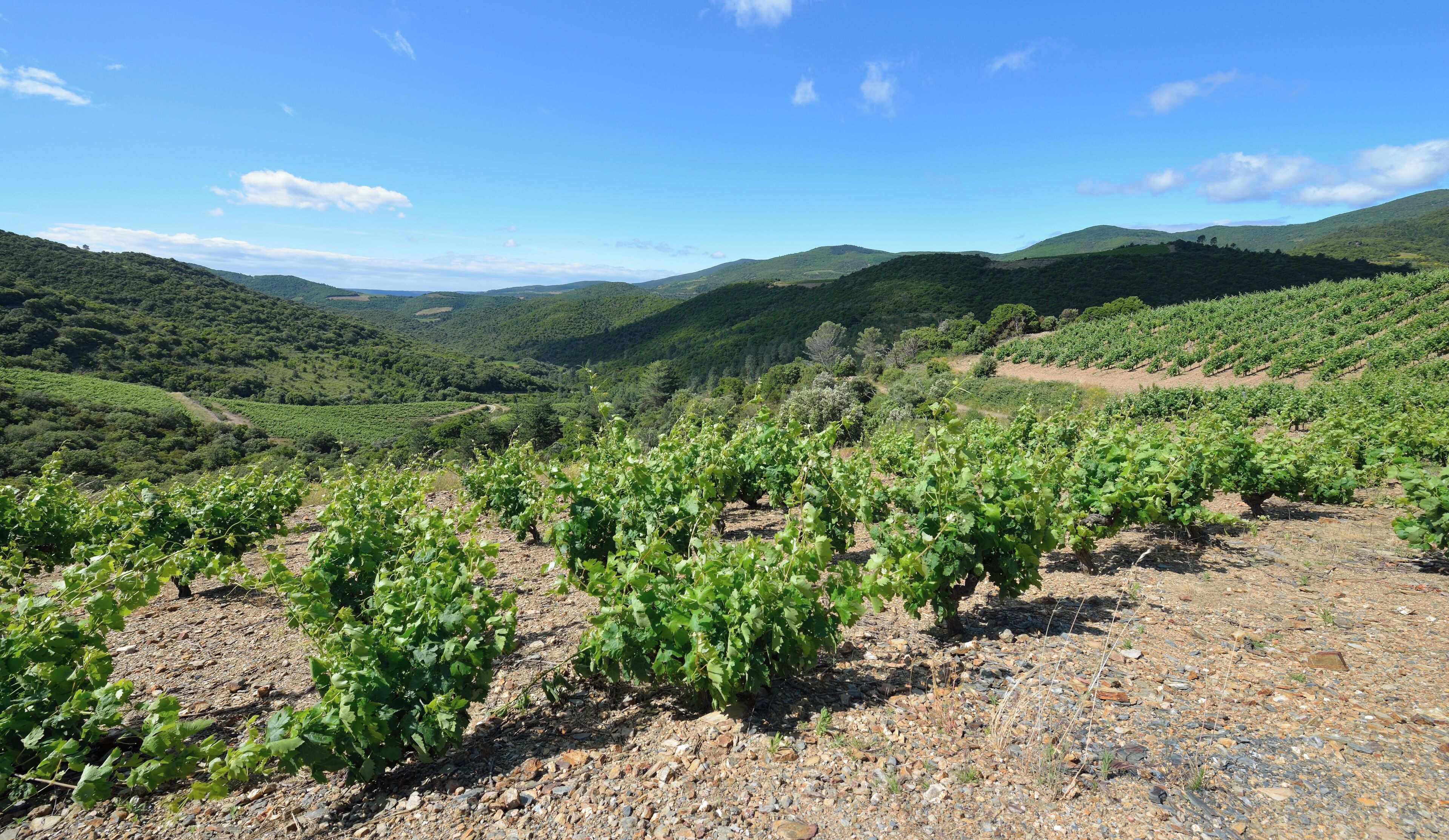 Hills and vineyards from the Col du Bac. Roquebrun, Hérault, France. Haut-Languedoc Regional Natural Park. Haut-Languedoc Regional Natural Park.