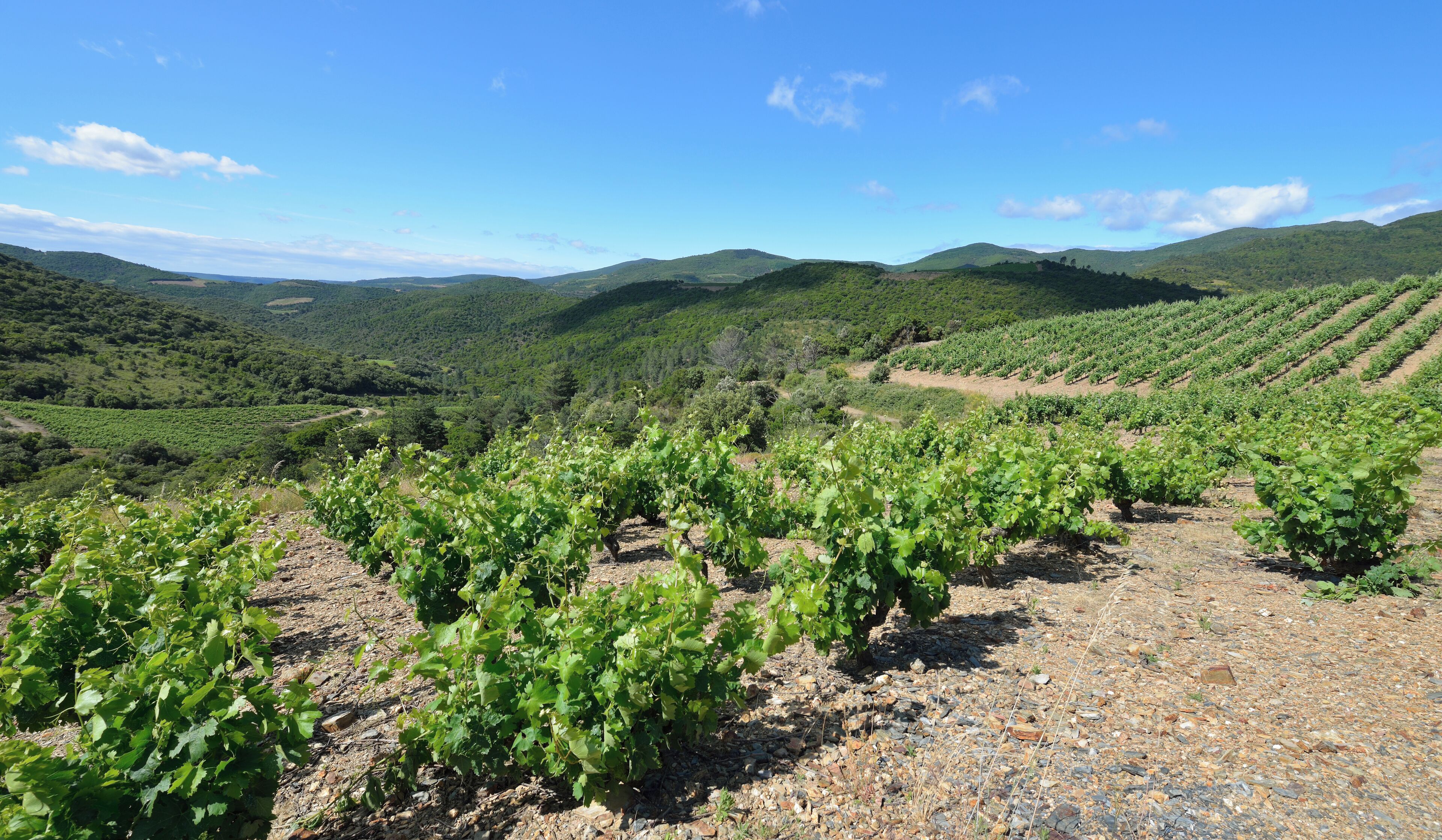Hills and vineyards from the Col du Bac. Roquebrun, Hérault, France. Haut-Languedoc Regional Natural Park. Haut-Languedoc Regional Natural Park.