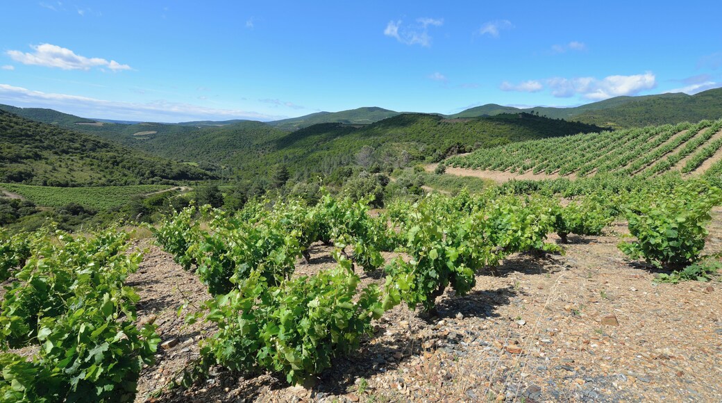 Hills and vineyards from the Col du Bac. Roquebrun, Hérault, France. Haut-Languedoc Regional Natural Park. Haut-Languedoc Regional Natural Park.