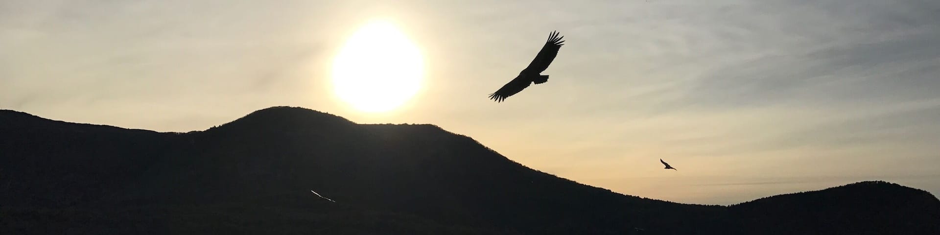 Vautours dans le ciel