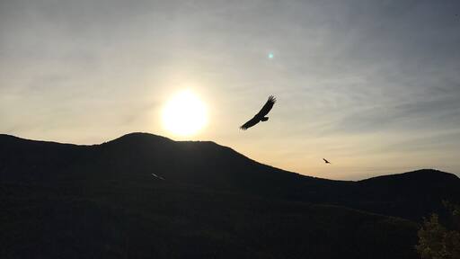 Vautours dans le ciel