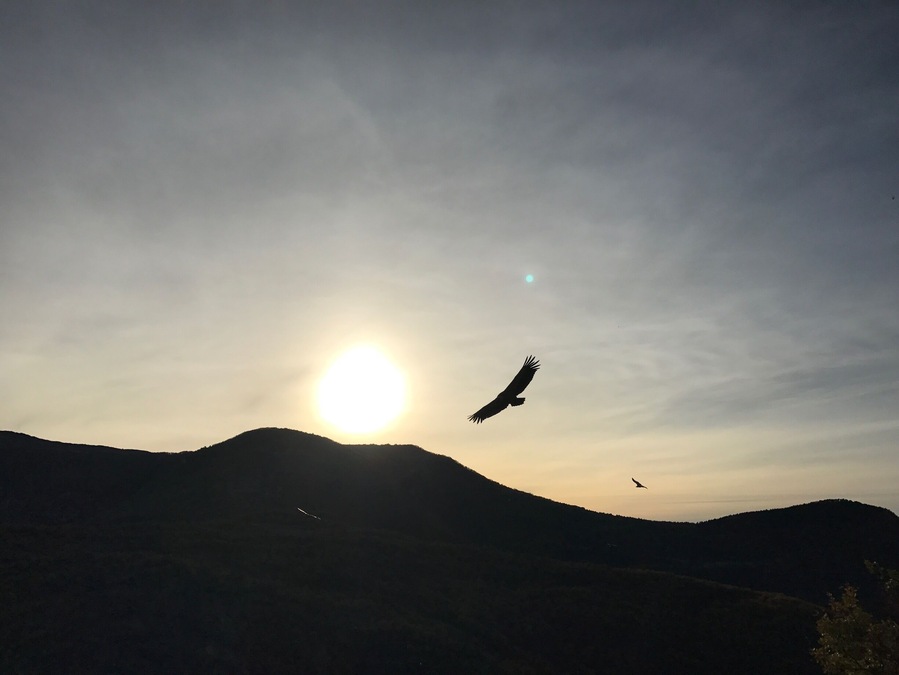 Vautours dans le ciel