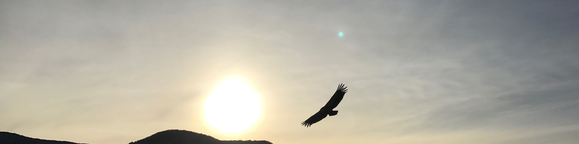 Vautours dans le ciel