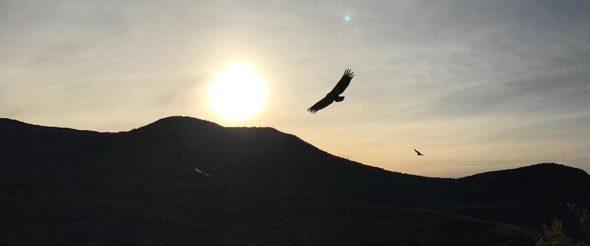 A bird flying over a mountainous landscape with the sun setting in the background.