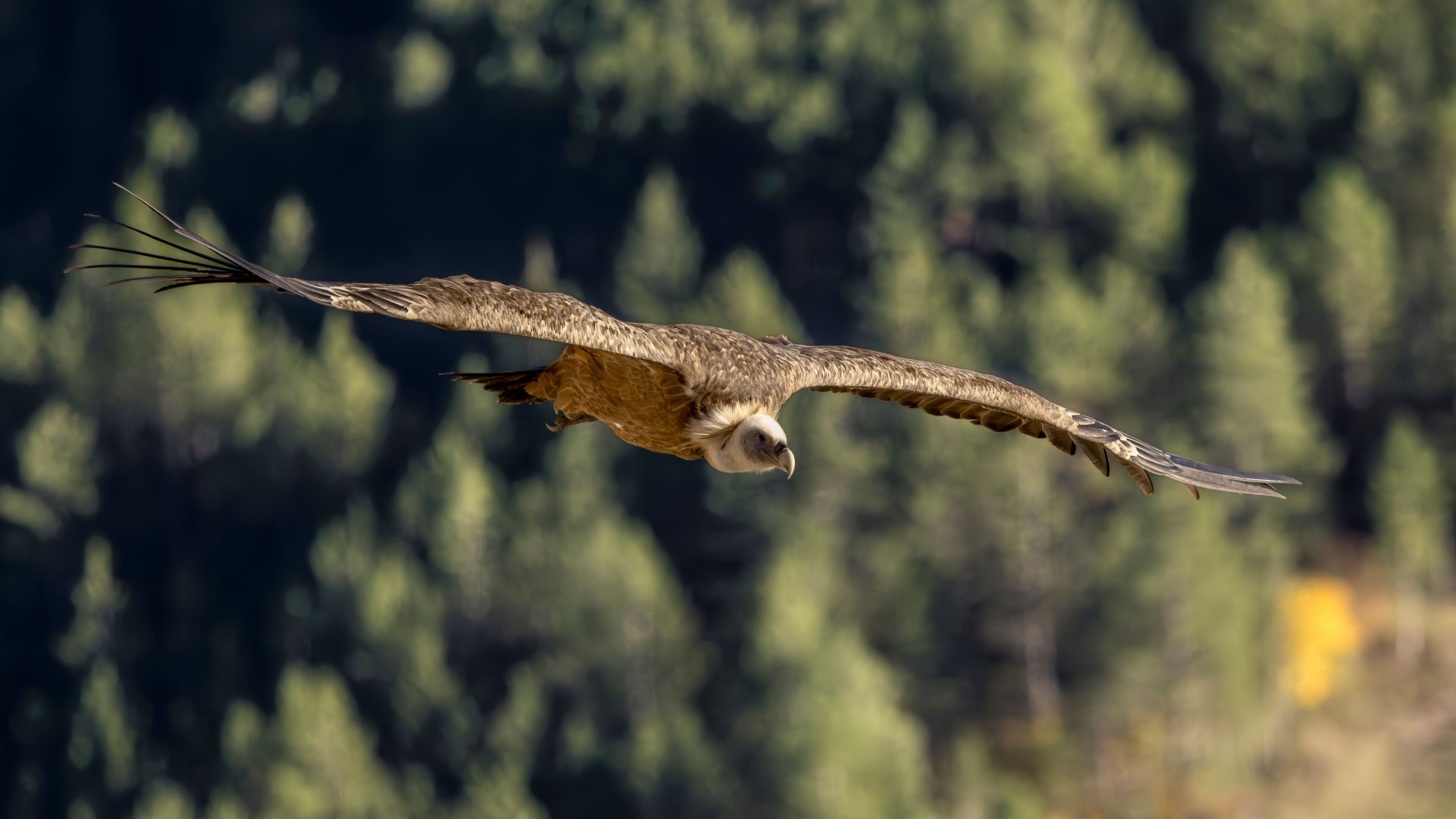Griffon vulture in flight above Remuzat, France