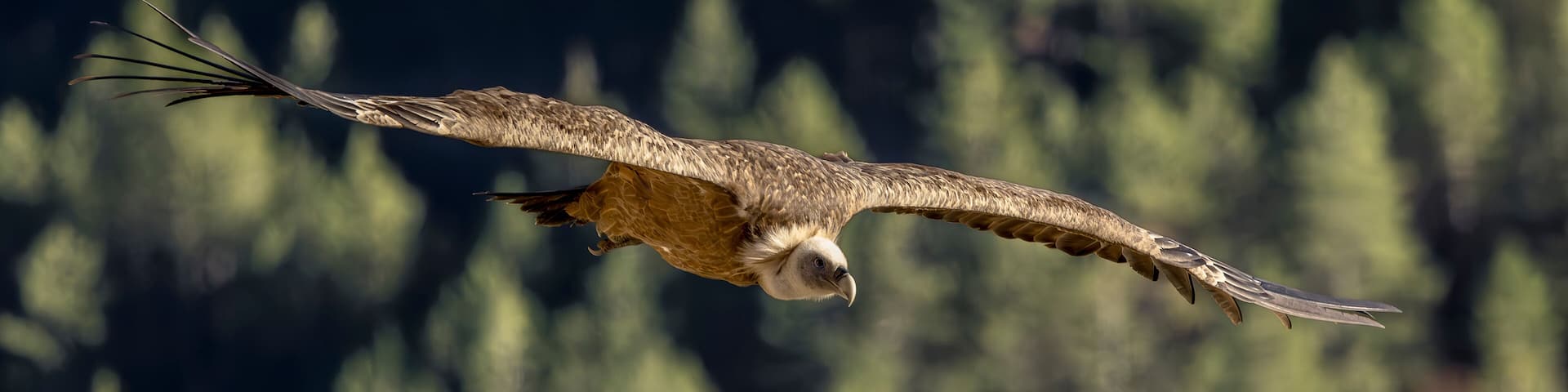 Griffon vulture in flight above Remuzat, France