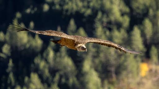 Griffon vulture in flight above Remuzat, France