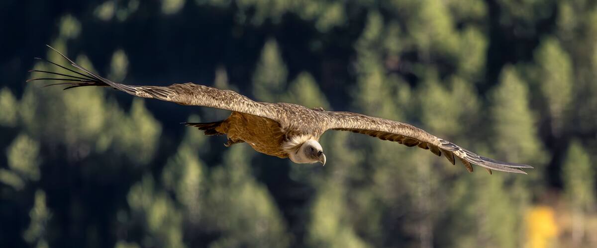 A bird of prey in flight with a blurred forest background.