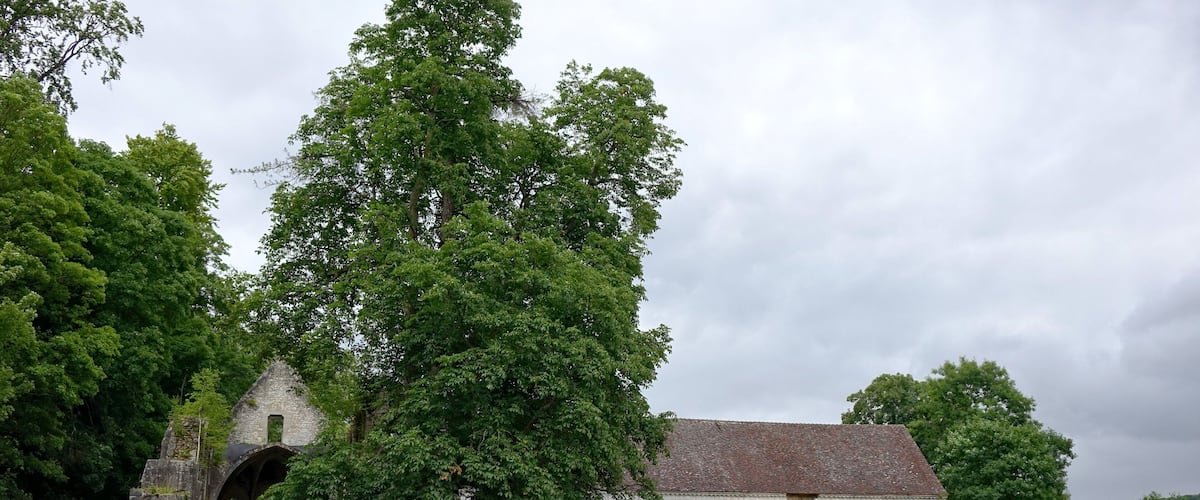 An old stone church with a large tree in front.
