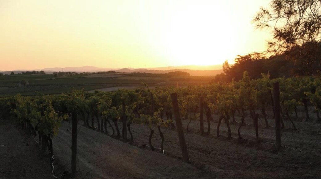 Sunset over a vineyard in Southern France