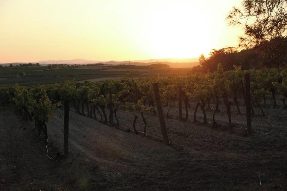 A vineyard at sunset with rows of grapevines and a distant mountain range.