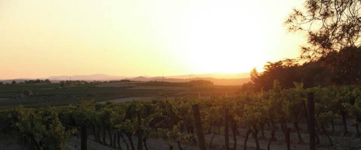 A vineyard at sunset with rows of grapevines and a distant mountain range.