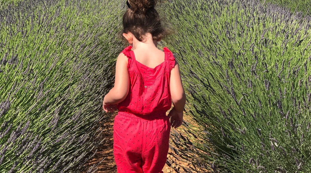 Somewhere in the middle of Provence.