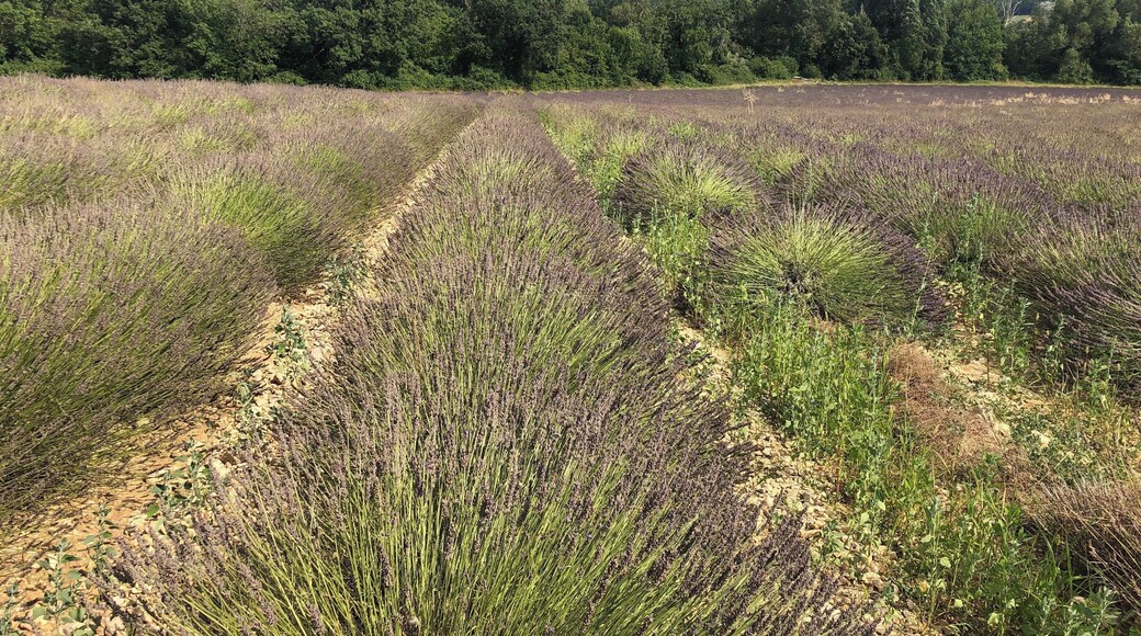 A small road between Puimoisson and Moustiers-Sainte-Marie winds through a couple of lanvender fields which the farmers decided not to harvest. Normally all lavender is cut by July 15th. So this is the only place where you can snap a pic after that date.