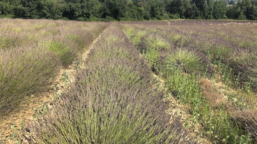 A small road between Puimoisson and Moustiers-Sainte-Marie winds through a couple of lanvender fields which the farmers decided not to harvest. Normally all lavender is cut by July 15th. So this is the only place where you can snap a pic after that date.