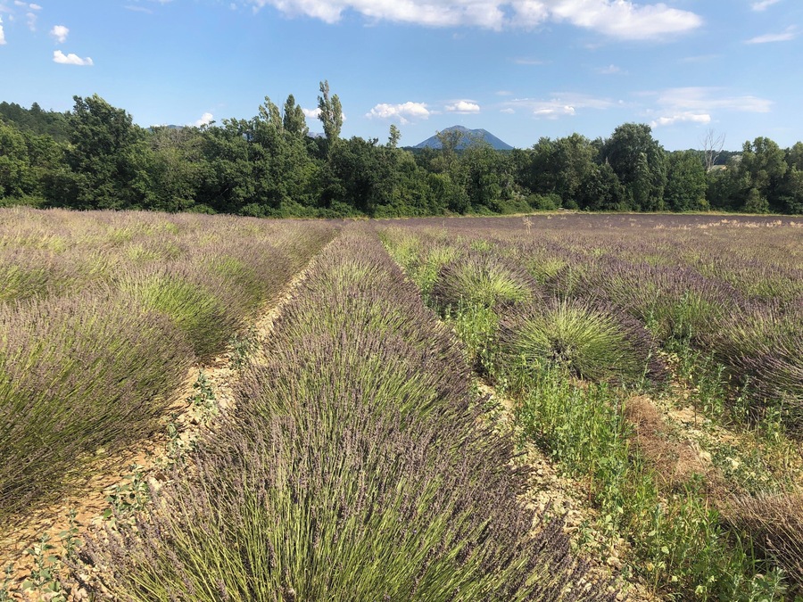 A small road between Puimoisson and Moustiers-Sainte-Marie winds through a couple of lanvender fields which the farmers decided not to harvest. Normally all lavender is cut by July 15th. So this is the only place where you can snap a pic after that date.