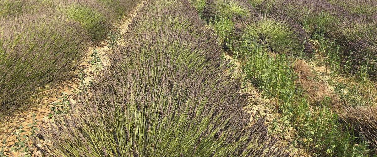 A lavender field with a mountain in the background.