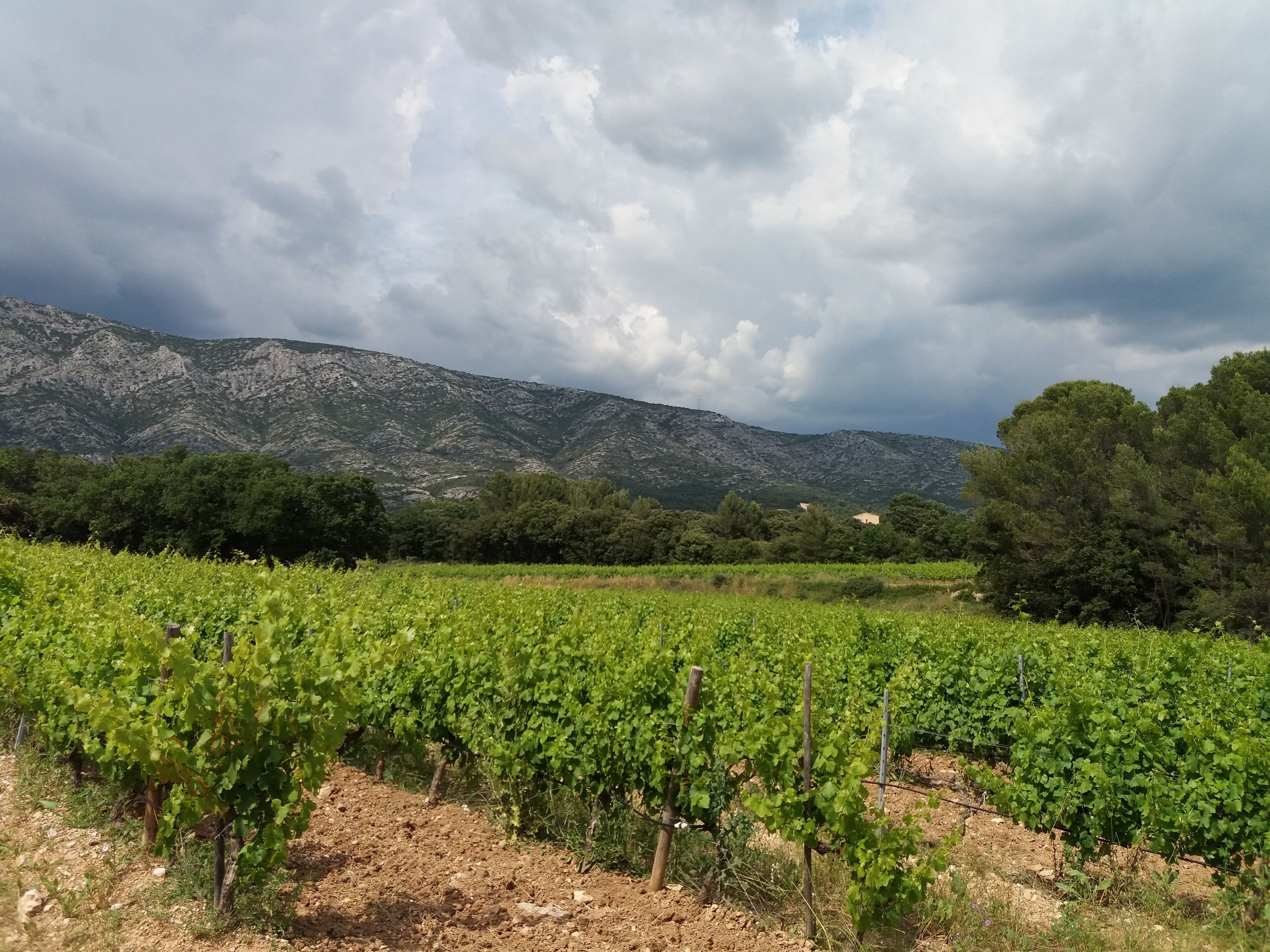 A vineyard with rows of grapevines and a mountainous backdrop.