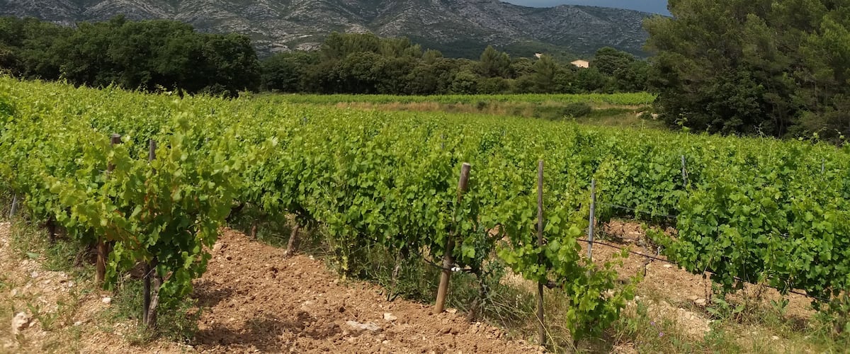 A vineyard with rows of grapevines and a mountainous backdrop.
