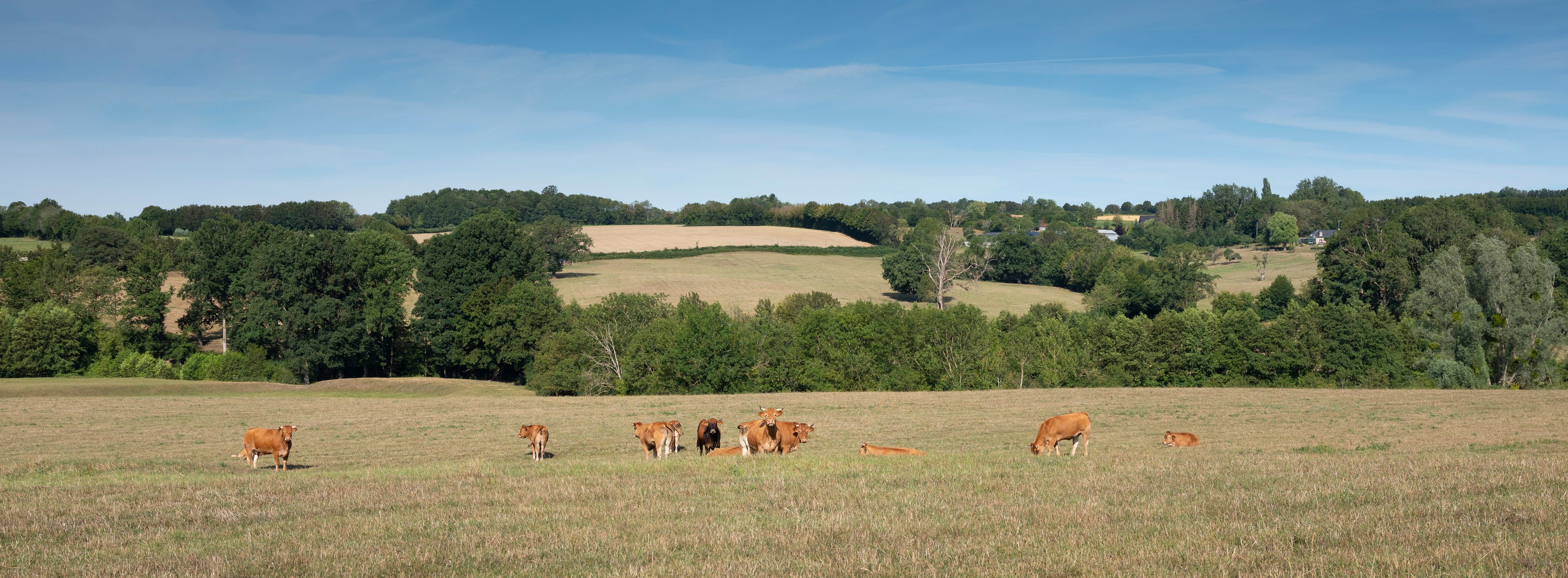 Un paysage rural avec un champ où paissent des bovins, des collines ondulantes et une zone boisée en arrière-plan.
