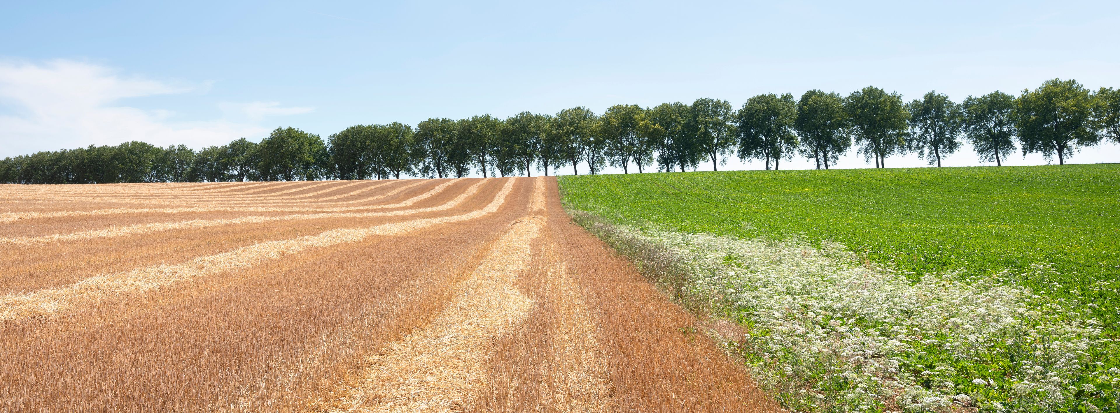 Un champ où s’étendent à perte de vue des rangées de blé doré, et un autre champ verdoyant parsemé de fleurs blanches.