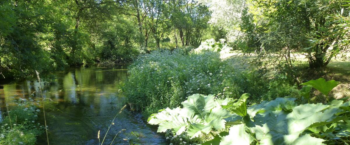 A serene river surrounded by lush greenery and trees.