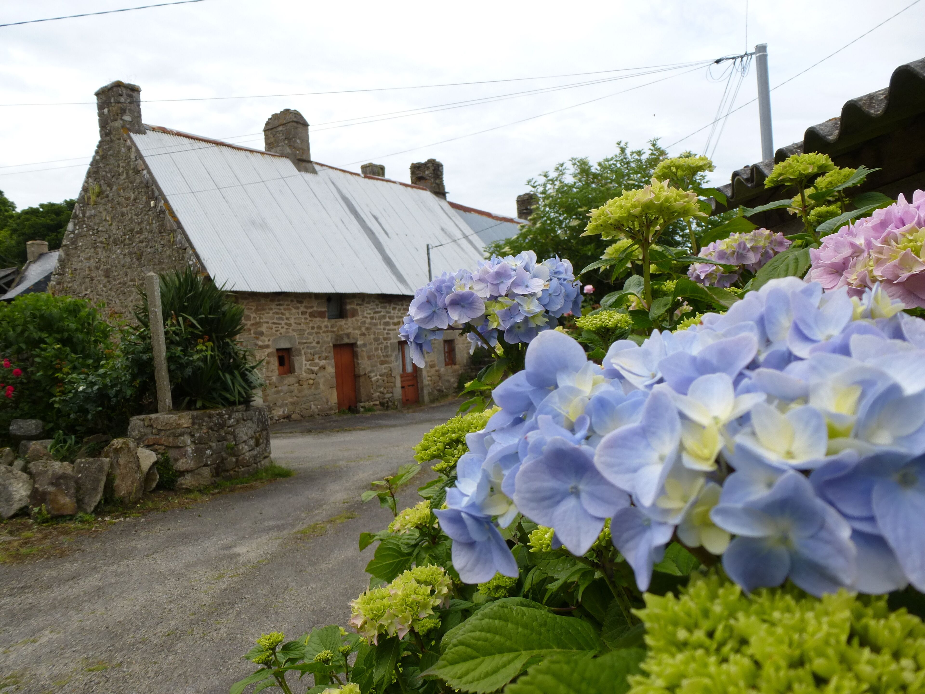 hortensia a plumergat