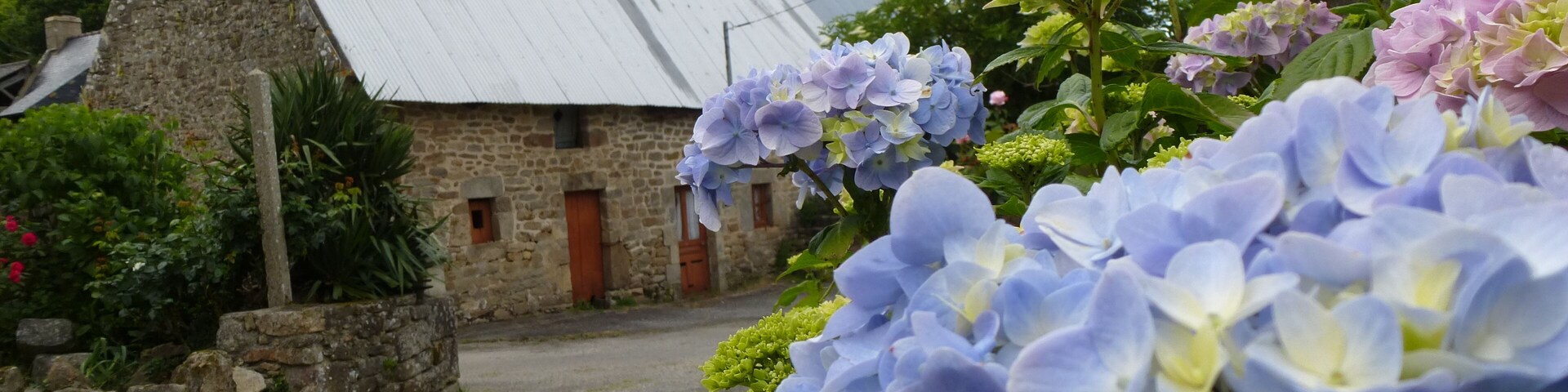Una casa de piedra con techo metálico, un camino de grava y alegres flores de hortensia.