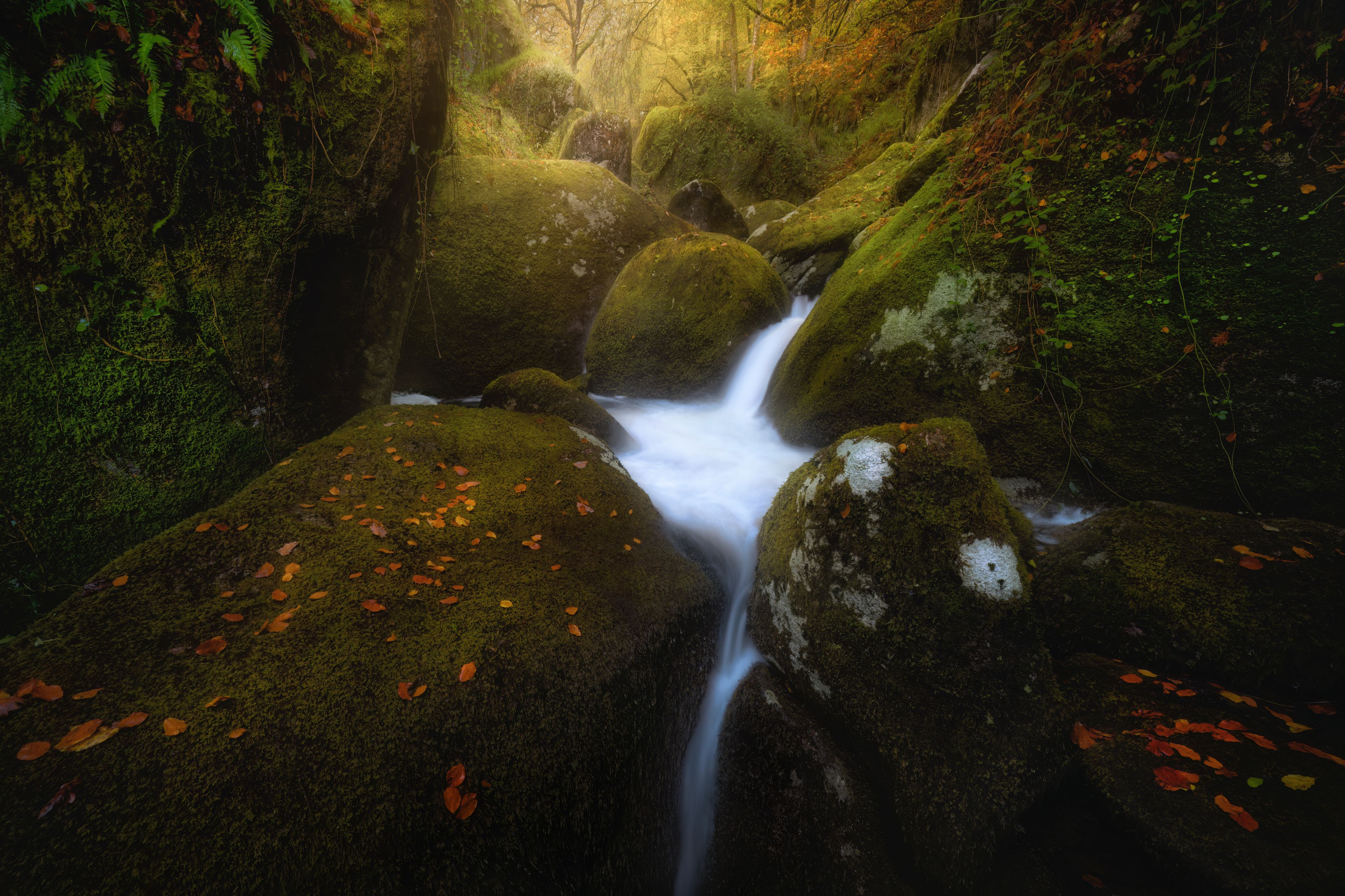 Ein von Moos bewachsener Bach fließt durch einen Wald mit großen Steinen und Herbstlaub.