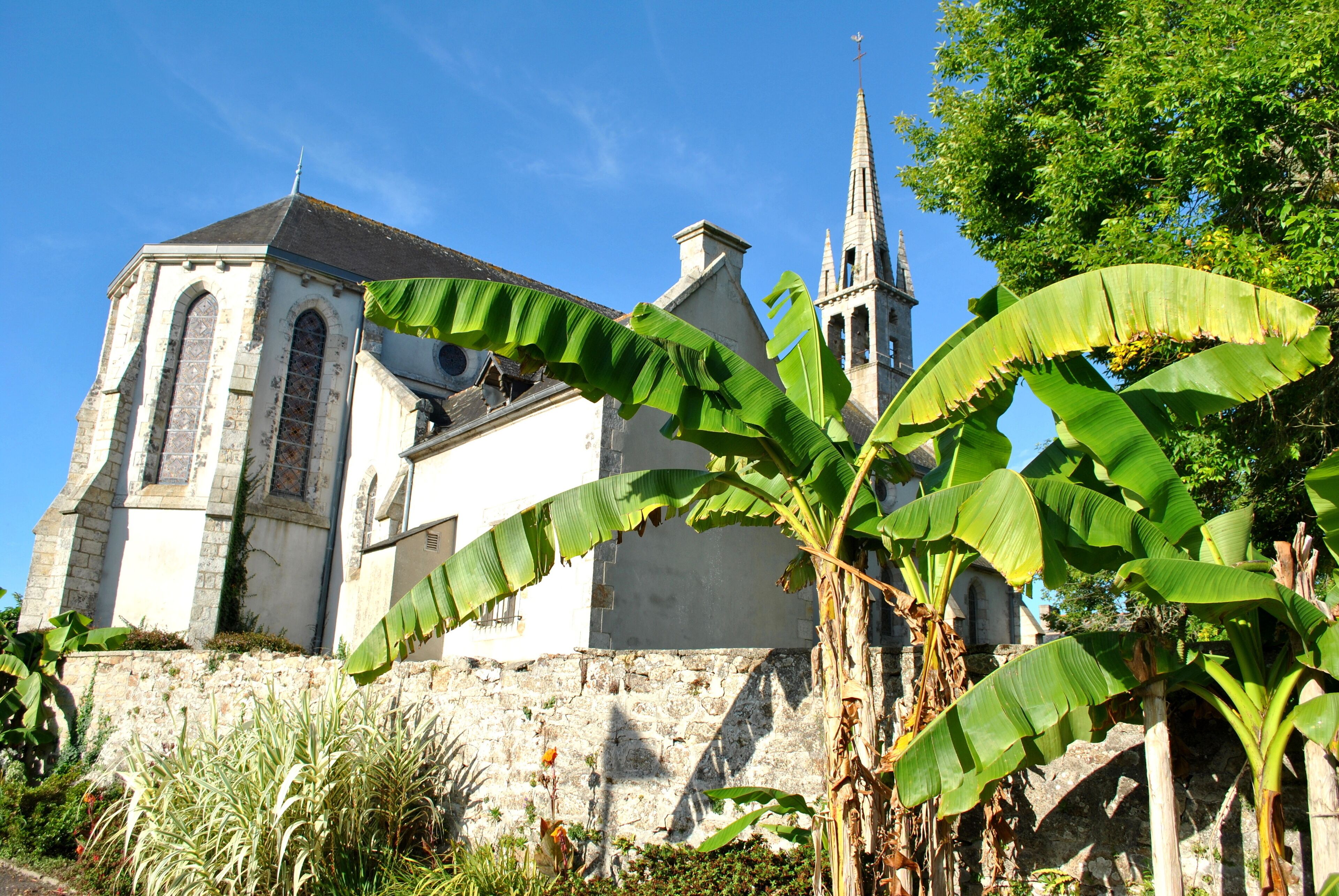 A church with a steeple and large banana leaves in the foreground.