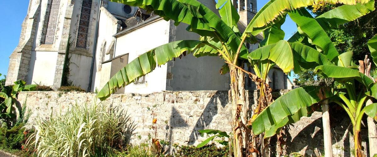 A church with a steeple and large banana leaves in the foreground.