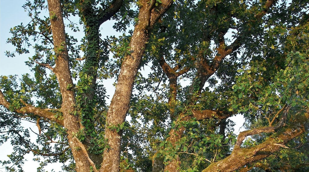 Portrait of an oak (Quercus robur), evening light, Dordogne, France.