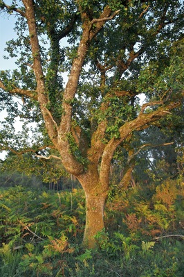 Portrait of an oak (Quercus robur), evening light, Dordogne, France.