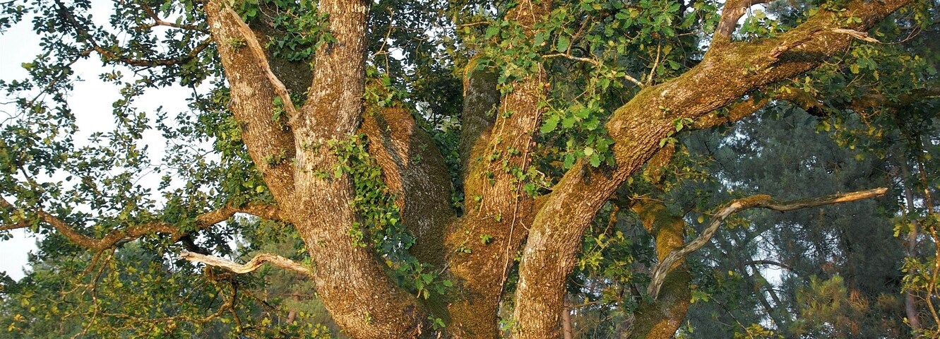 Portrait of an oak (Quercus robur), evening light, Dordogne, France.