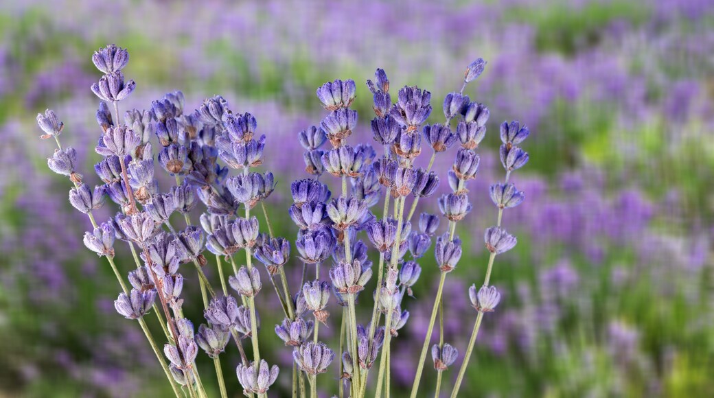 Lavender bright blooming flowers in color of the year 2022 blue very peri, nature