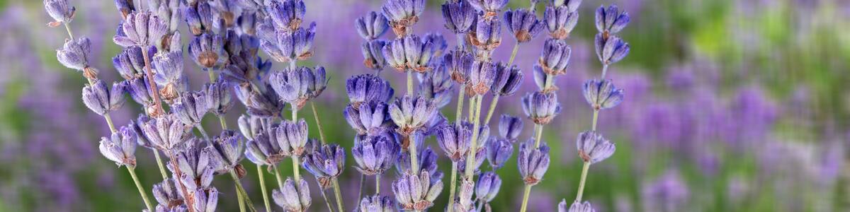 Lavender bright blooming flowers in color of the year 2022 blue very peri, nature