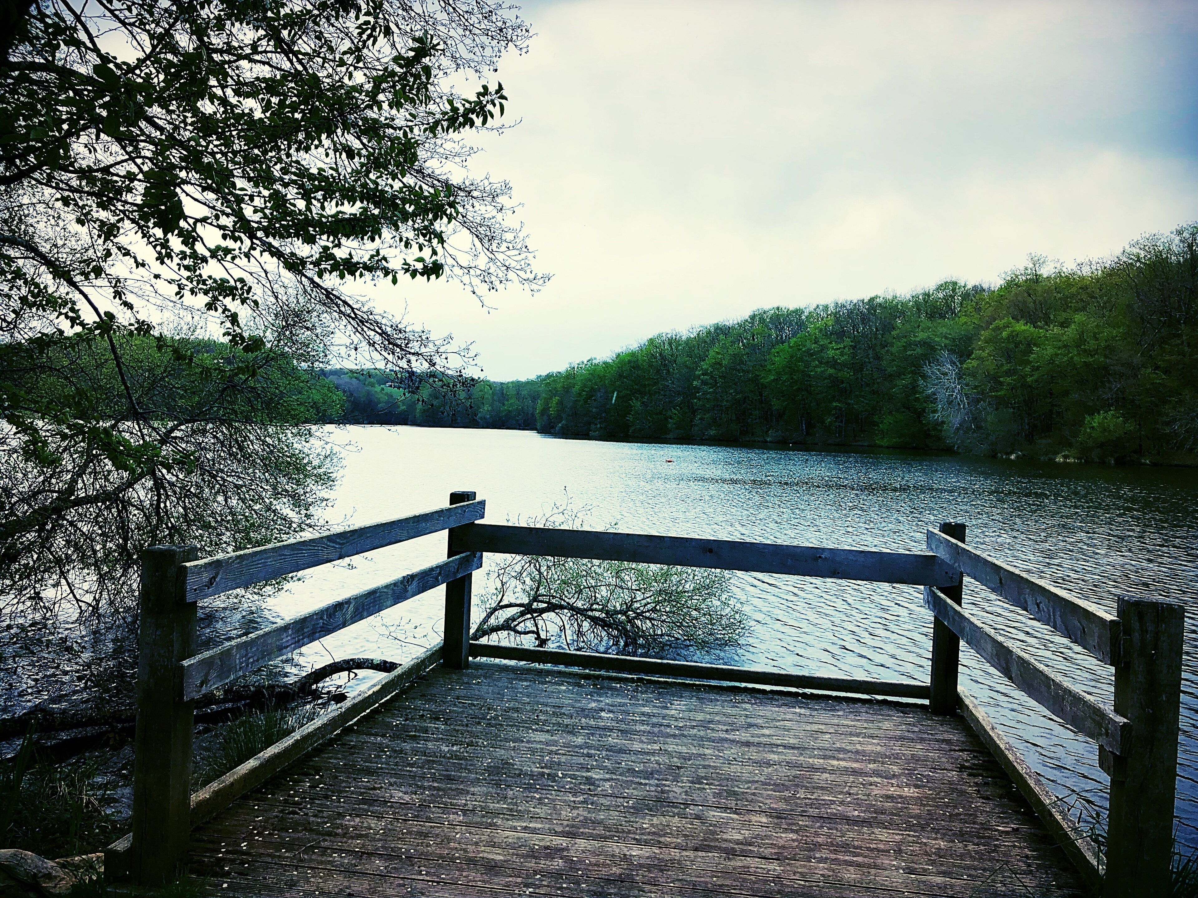 A wooden dock leading to a calm lake surrounded by dense forest.