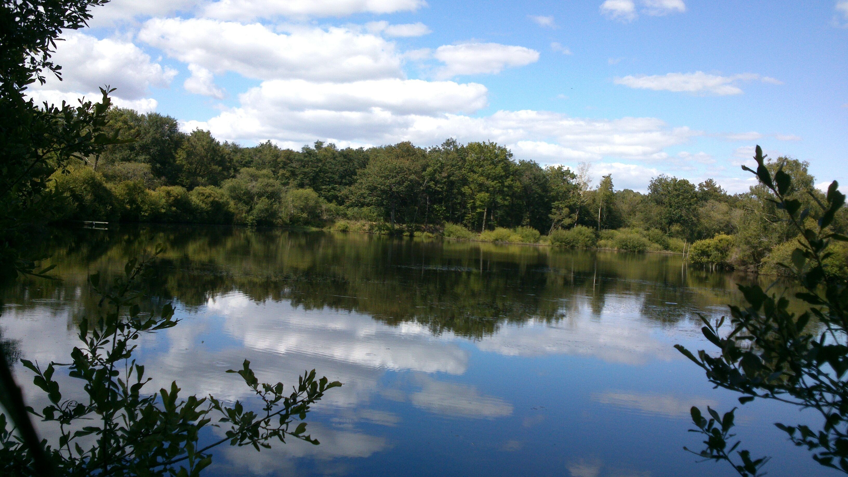 A calm lake surrounded by dense trees and a clear sky.