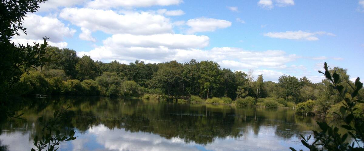A calm lake surrounded by dense trees and a clear sky.