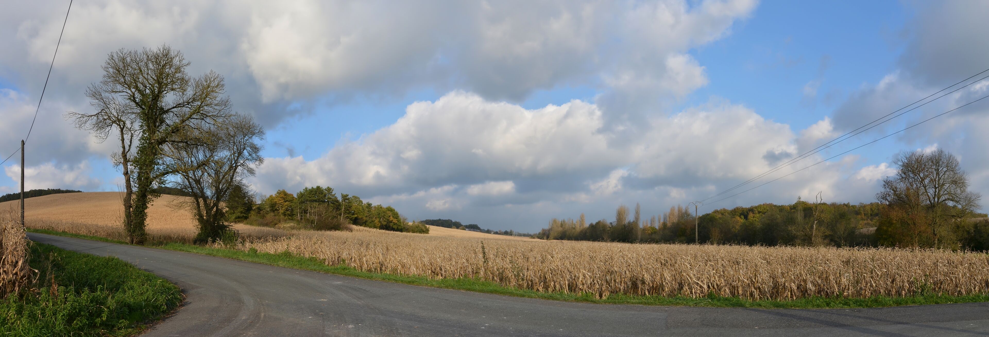 A rural road curving through a field of corn with a clear sky and scattered clouds.
