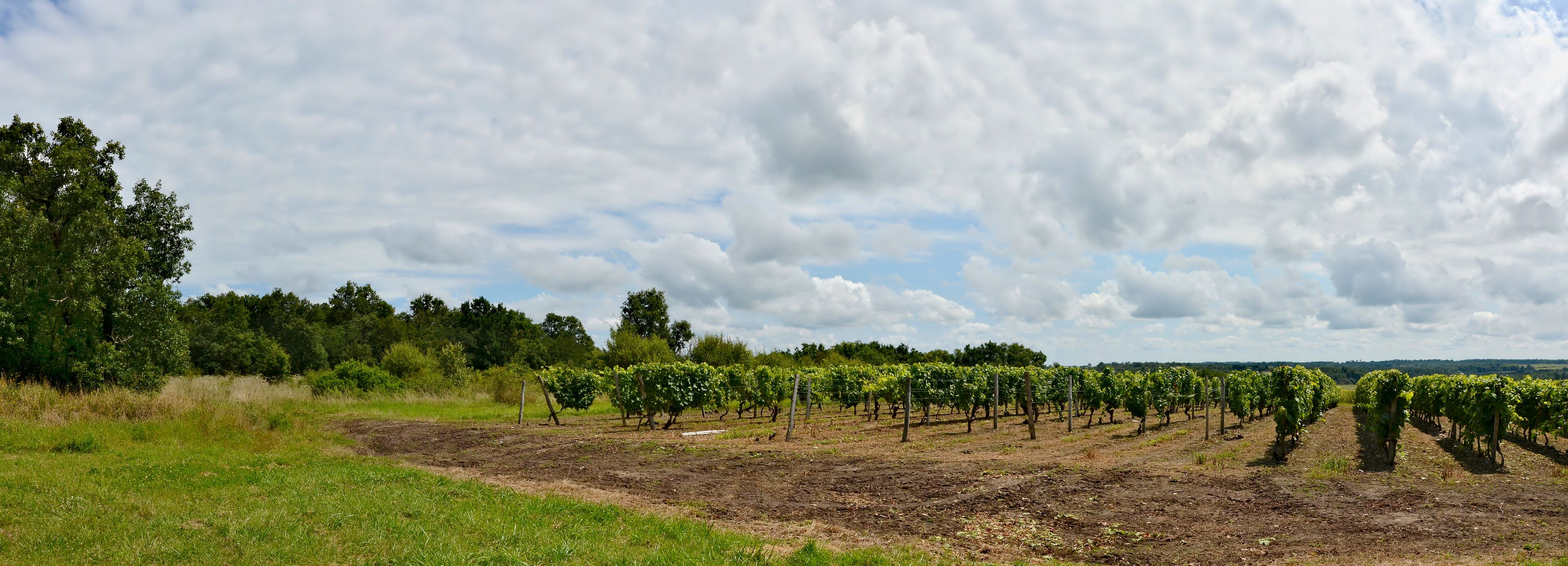 Vineyard, Nonac, Charente, France.