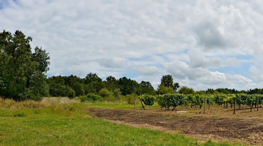 Vineyard, Nonac, Charente, France.
