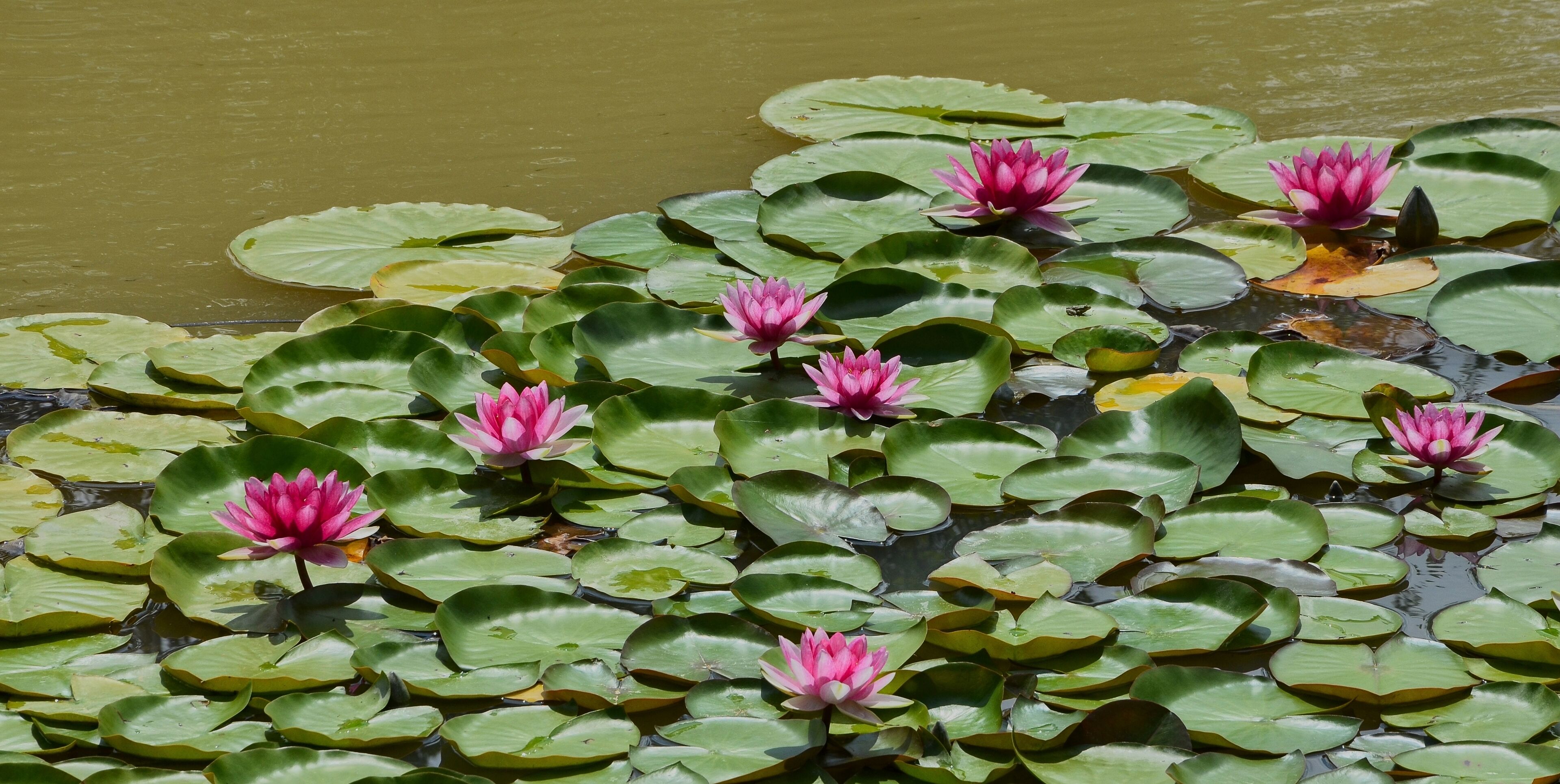 Pink water lilies (Nymphaea x cultivar)), in a pond, Nonac, Charente, France.