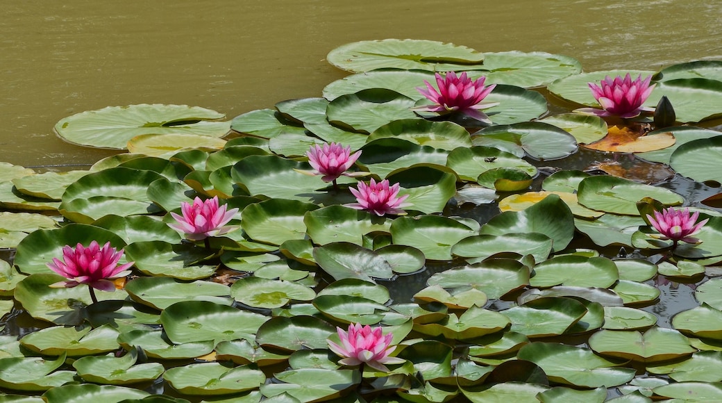 Pink water lilies (Nymphaea x cultivar)), in a pond, Nonac, Charente, France.