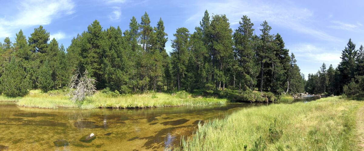 A river with clear water, surrounded by dense green trees and a grassy bank.