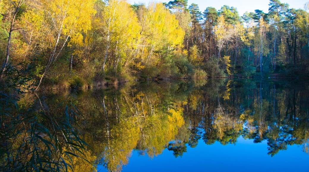 Spiegelung der bunten Bäume