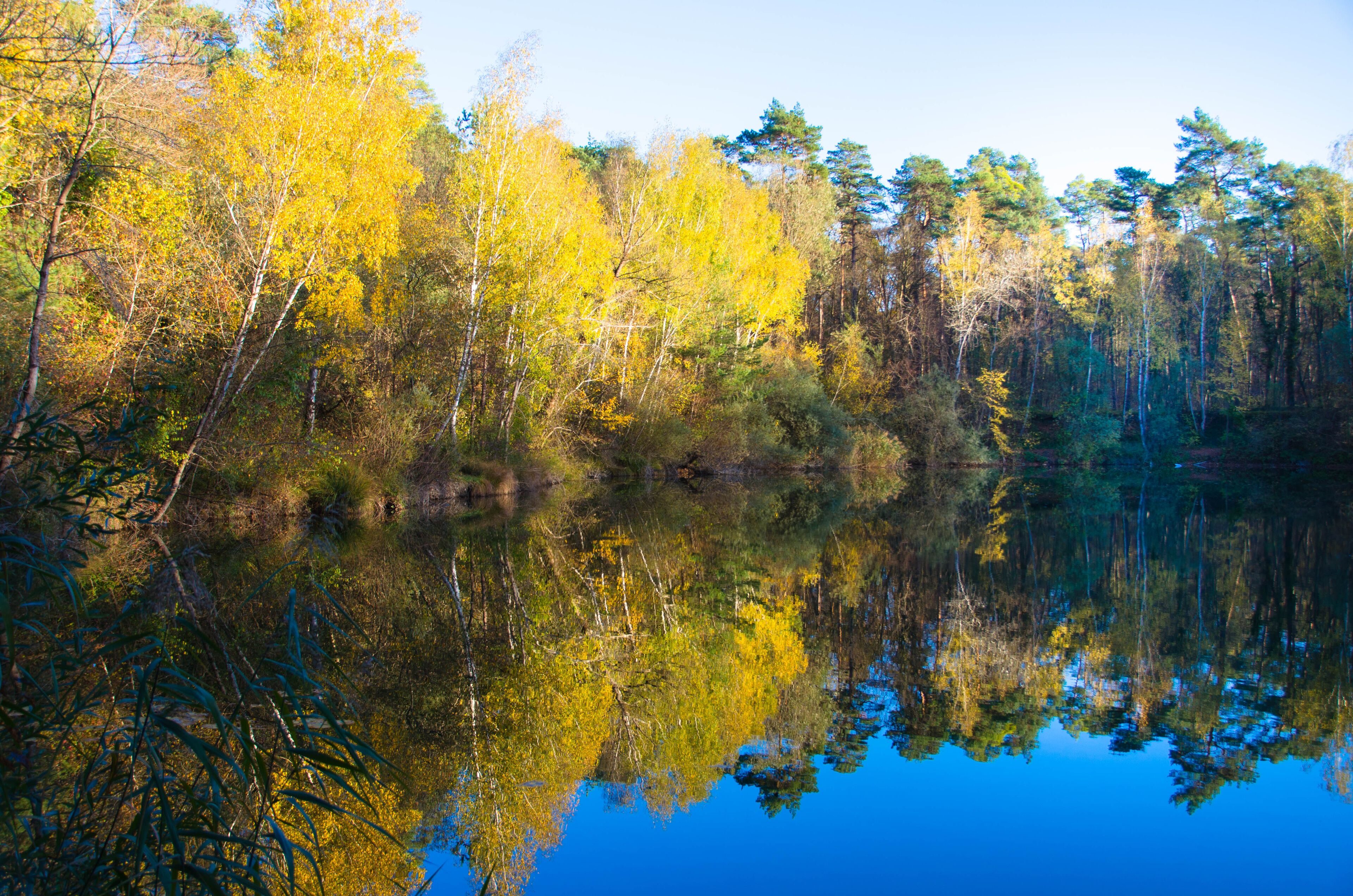 A calm lake reflecting yellow and green trees, surrounded by dense forest.