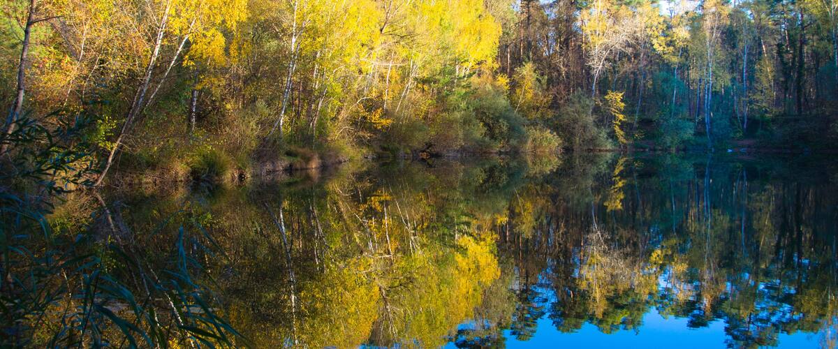 A calm lake reflecting yellow and green trees, surrounded by dense forest.
