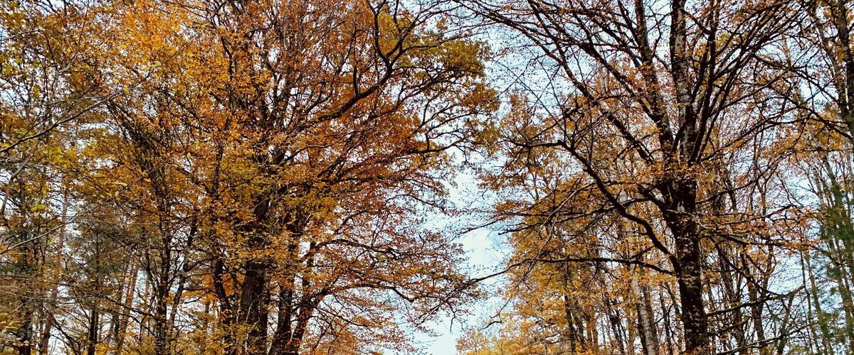 A forested path with autumn-colored trees.